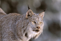 Lynx (Felis lynx) von Danita Delimont