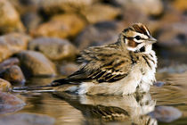 Close-up of lark sparrow bathing in small pond by Danita Delimont