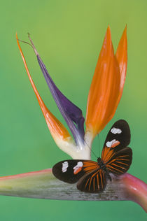 Heliconius melpomene the Postman Butterfly by Danita Delimont
