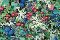 Berries and foliage von Danita Delimont
