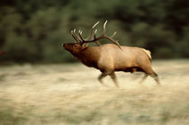 A bull elk (wapiti) (Cervus elaphus canadensis) running on a very windy morning von Danita Delimont