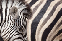 Details of two zebras by Danita Delimont