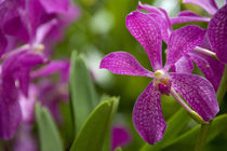 National Orchid Garden located within the Botanic Gardens von Danita Delimont