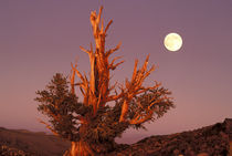 Full moon rising behind ancient Bristlecone Pine Forest by Danita Delimont