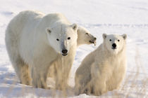Mother polar bear and two cubs by Danita Delimont