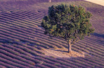 Lavender fields von Danita Delimont