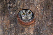 Western Screech-Owl at nest in Mesquite Tree von Danita Delimont