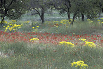 Rural landscape and wildflowers von Danita Delimont