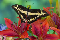 Washington Tropical Butterfly Photograph of Neotropical butterfly Papilio Thoas the Thoas Swallowtail by Danita Delimont
