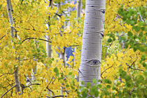 Intimate aspen forest scene during fall by Danita Delimont