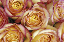 Bouquet of roses von Danita Delimont