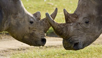 White Rhinos fighting at Lake Nakuru by Danita Delimont