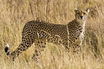 Cheetah at Samburu NP von Danita Delimont