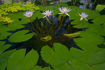 Inside with the water ponds with water lilies by Danita Delimont