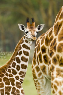 Rothschild's Giraffe baby with mother at Lake Nakuru NP von Danita Delimont