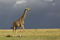 Kenya von Danita Delimont