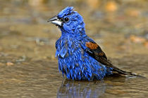 Male blue grosbeak bathing by Danita Delimont