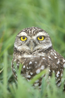 Burrowing Owl (Athene cunicularia) von Danita Delimont
