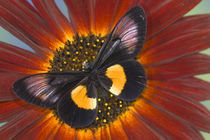 Miyana meyeri butterfly from PNG von Danita Delimont