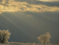Small ice-covered trees and sunbeams by Danita Delimont