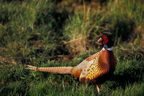 Ring-necked Pheasant by Danita Delimont
