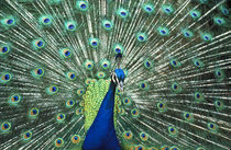 Beautiful peacock spreading colorful feathers by Danita Delimont
