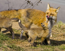 Red fox mother with kits by Danita Delimont