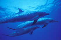 Spotted dophins von Danita Delimont