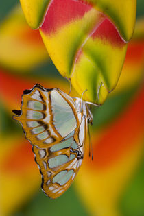 Washington Tropical Butterfly Photograph of Siproeta stelenes the malachite Butterfly von Danita Delimont