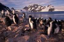 Adelie penguin chicks von Danita Delimont