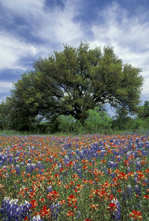 Texas Hill Country by Danita Delimont