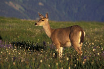 Mule deer doe in flower field at Hurricane Ridge; summer by Danita Delimont