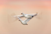Snow geese in flight against peach-colored sky at dusk by Danita Delimont
