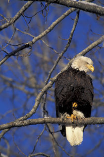 A bald eagle perches in a tree on a cool spring morning by Danita Delimont