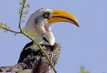 Profile of yellow-billed hornbill bird by Danita Delimont