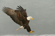 Bald eagle in landing posture by Danita Delimont