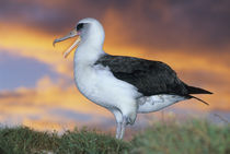 Laysan albatross at sunset by Danita Delimont