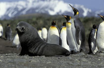 Antarctic fur seal (Arctocephalus gazella) and penguins by Danita Delimont