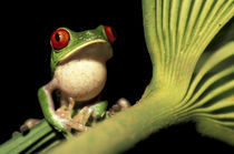 Red-eyed tree frog (Agalychnis callidryas) by Danita Delimont