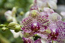 National Orchid Garden located within the Botanic Gardens by Danita Delimont