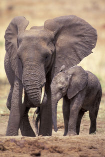 African elephants (Loxodonta africana) von Danita Delimont