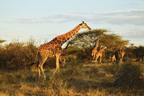 Kenya by Danita Delimont