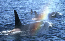 Orcas (Orcinus orca) by Danita Delimont