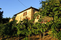 Late summer wine scenes from Tuscany von Danita Delimont