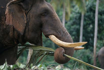 Elephant feeds at Pinnewala Elephant Orphanage near Kegalle (Elephant maximus) by Danita Delimont