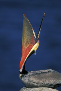 Side view of brown pelican doing a head throw with wide pouch von Danita Delimont