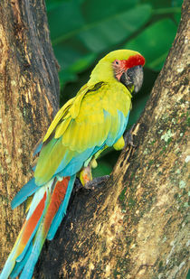 Great Green Macaw by Danita Delimont
