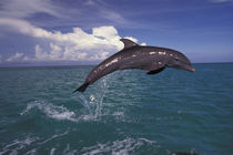 Bottlenose dolphin (Tursiops truncatus) von Danita Delimont