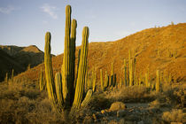 Cardon Cactus (Pachycereus pringlei) by Danita Delimont