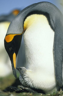 King penguin feeds chick by Danita Delimont